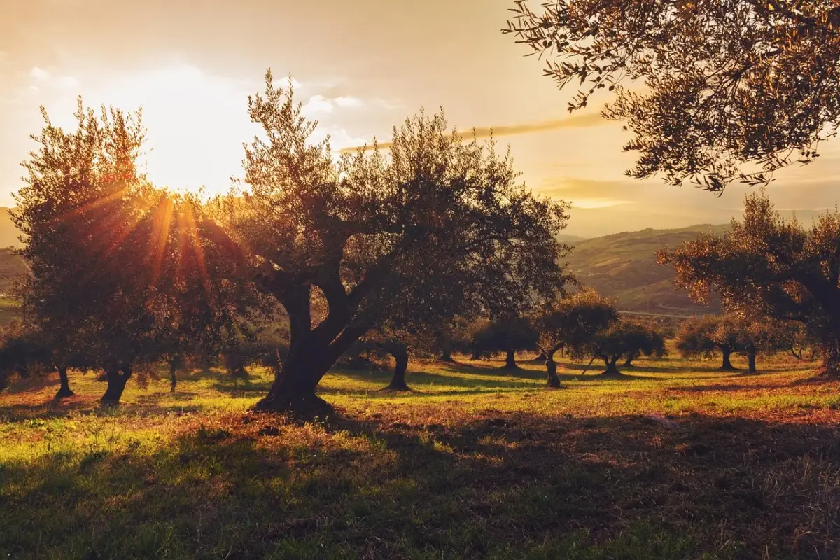 Immagine selezionata